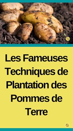 the cover of les fameuses techniquees de plantation des pommes de terre