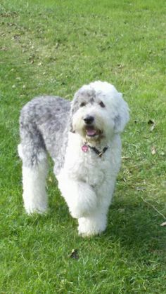 a small dog standing on top of a lush green field