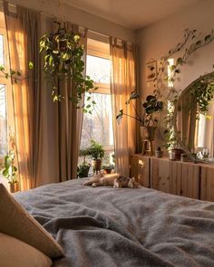 a cat laying on top of a bed in front of two windows next to potted plants