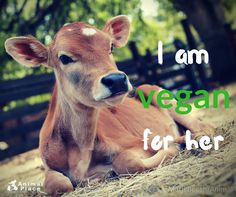 a baby cow laying down in hay with the words i am vegan for her