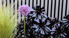 purple flowers and green grass in front of a black metal fence with vertical striped panels