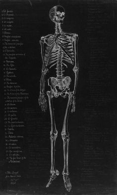 a drawing of a human skeleton in black and white with the words written below it