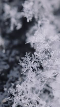 snow flakes are shown in black and white, as if they were frosting