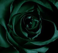 a large green rose is shown in this black and white photo