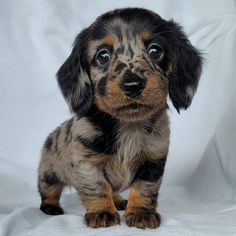 a small black and brown dog sitting on top of a white blanket