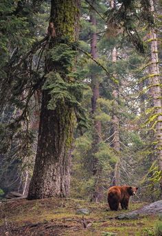 a brown bear walking through a forest filled with trees