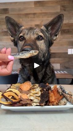 a dog is eating food from a plate