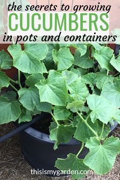 a potted plant with green leaves and the words, how to grow cucumbers in pots and containers