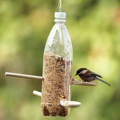 a bird that is sitting on a bird feeder with a bottle hanging from it's side