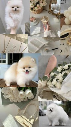 a collage of photos with white flowers and small dogs in them, including a dog