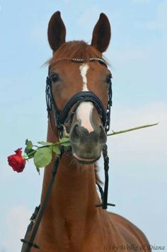 a brown horse with a white stripe on it's face holding a rose in its mouth