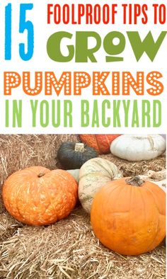 pumpkins and gourds with text overlay that reads 15 foolproof tips to grow pumpkins in your backyard