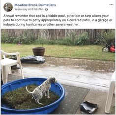 a dog standing in a blue tub on top of a patio next to a yard