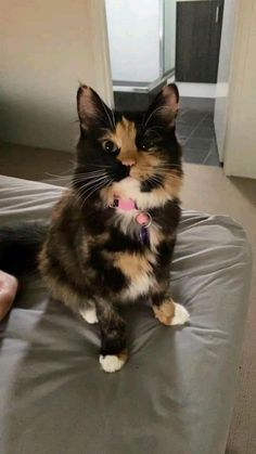 a calico cat sitting on top of a bed with someone's hand in the background