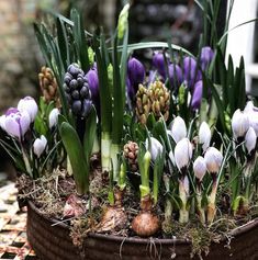 the flowers are growing in the pot on the table