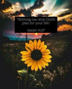 a sunflower with the words, nothing can stop god's plan for your life