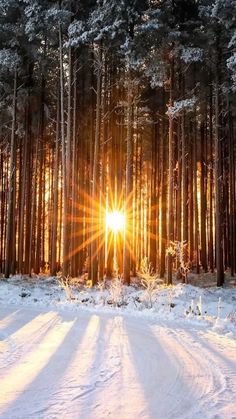 the sun is shining through the trees in the snow