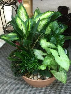 a potted plant sitting on top of a carpeted floor next to other plants