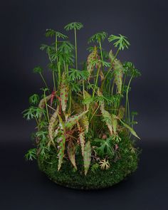 a potted plant with lots of green leaves and flowers in it's center