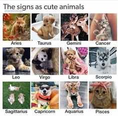 the signs as cute animals are shown in this photo, including puppies and kittens