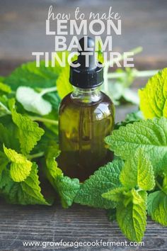 Lemon Balm Tincture How To Make, Lemon Balm Oil Recipes, Lemon Balm Oil How To Make, How To Dry Lemon Balm, Lemon Balm Tincture Benefits, How To Use Lemon Balm, How To Make Lemon Balm, What To Do With Lemon Balm