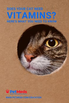 a cat peeks its head out of a cardboard box that says, does your cat need vitamins? here's what you need to know