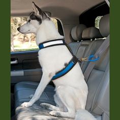 a white and black dog sitting in the back seat of a car on a leash