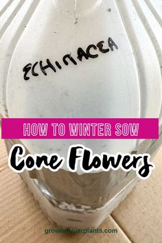 a white vase with the words, how to winter sow cone flowers written on it