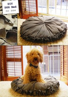 a dog sitting on top of a pillow in front of a window and another photo of the same cushion