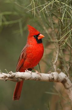 a red bird sitting on top of a tree branch