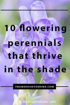 purple flowers with the words 10 flowering perennials that thriving in the shade