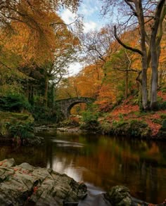 a river running through a lush green forest filled with lots of fall colored trees and rocks