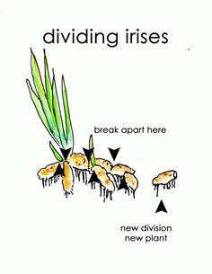 the diagram shows different stages of growing plants and how they are used to grow them