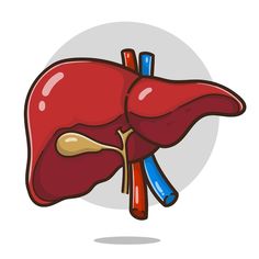 the human liver is shown in this cartoon style, it appears to be an organ