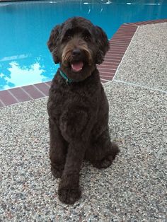 a brown dog sitting next to a swimming pool