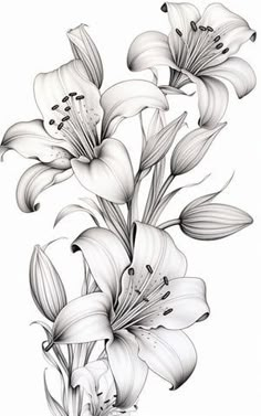 black and white drawing of lilies on a white background poster by anasia art