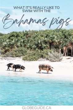 three pigs walking on the beach with text overlay that reads, what it's really like to swim with the bananas pigs