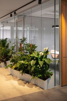 an office with plants and chairs in the corner by the glass walls that lead into the meeting room