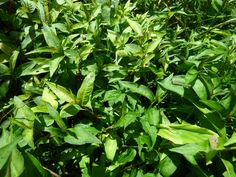 some green leaves are growing in the grass