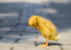 a small yellow bird standing on top of a sidewalk