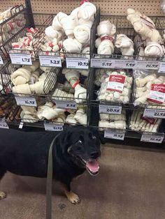 a black dog standing in front of a pile of stuffed animals on display at a store