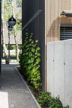 an alley way with plants growing on the side