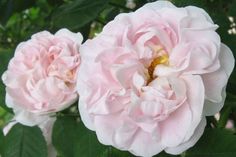 two large pink flowers with green leaves