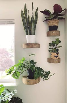 some plants are hanging on the wall in front of a window and potted plants