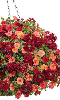 a hanging basket filled with red flowers and greenery