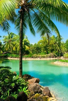 a palm tree sitting on top of a lush green hillside next to a river filled with blue water