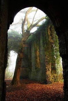 an arch in the side of a building with trees growing out of it and leaves on the ground