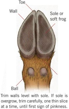 an image of the inside of a foot with different parts labelled in it and labeled below