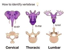 four different types of teeth with the words how to identify vertebrae