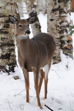 a deer standing in the snow next to some trees